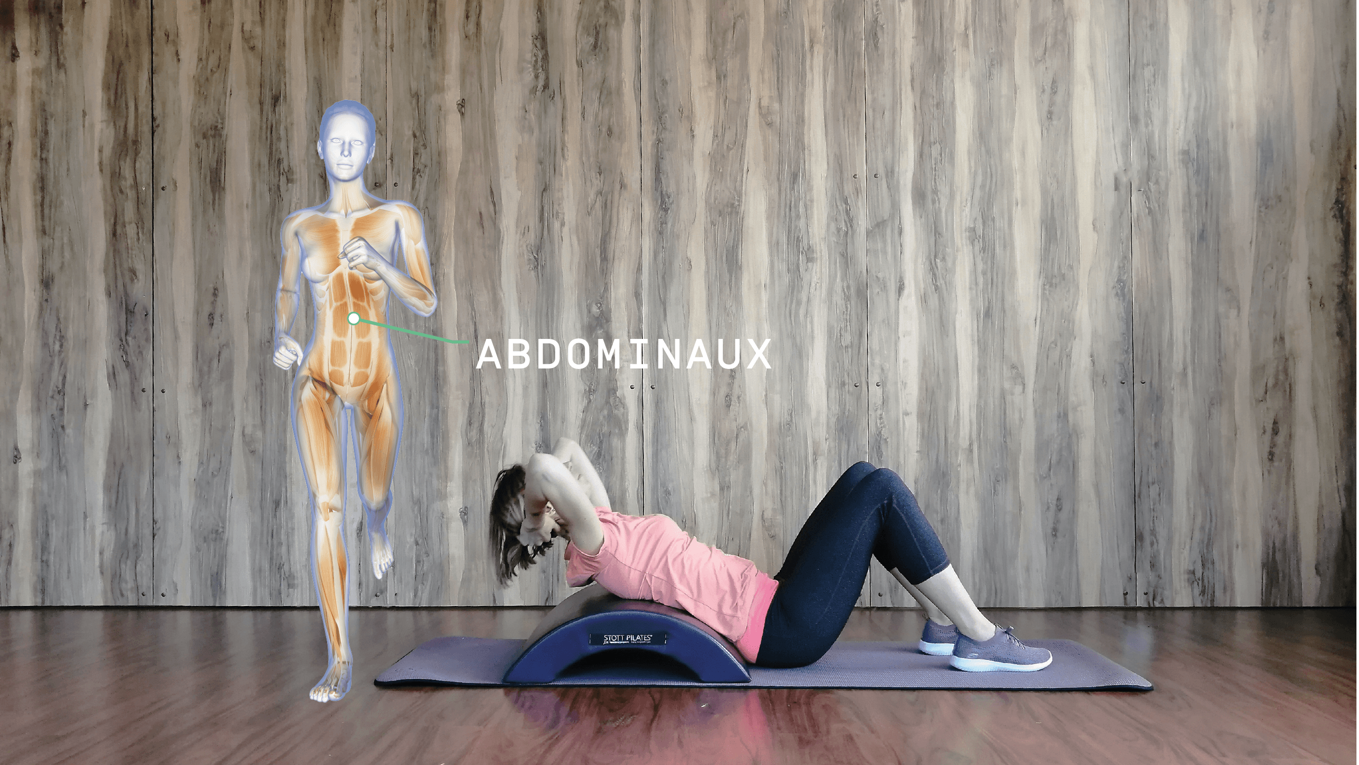 Anatomie Enmouvement - Abdominaux