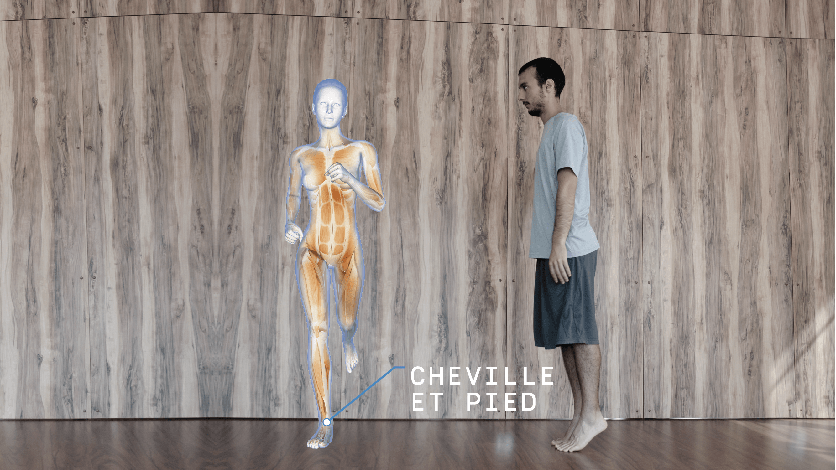 Anatomie Enmouvement - Cheville et pied