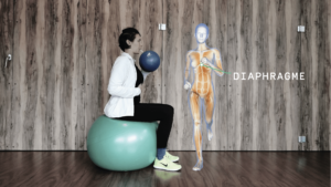 Anatomie Enmouvement - Diaphragme
